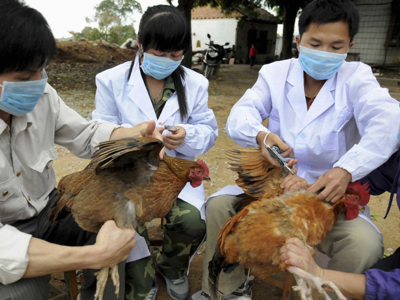 H7N9 Bird Flu China’s Next Pandemic? Fairbank Center for Chinese Studies